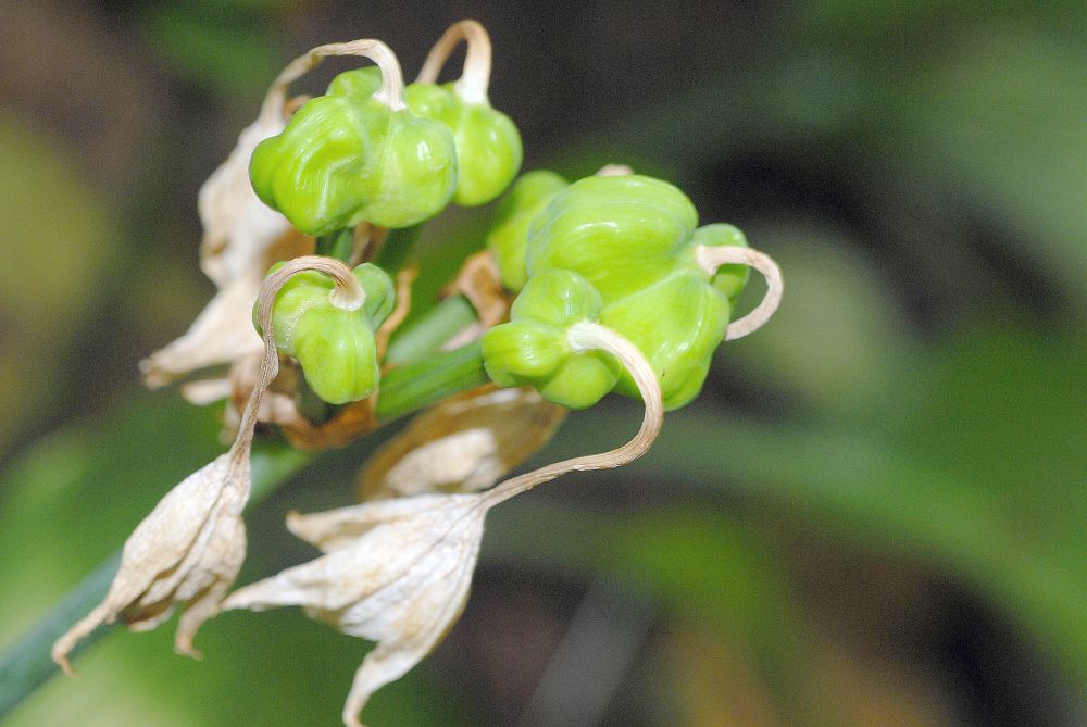 Amazon lily